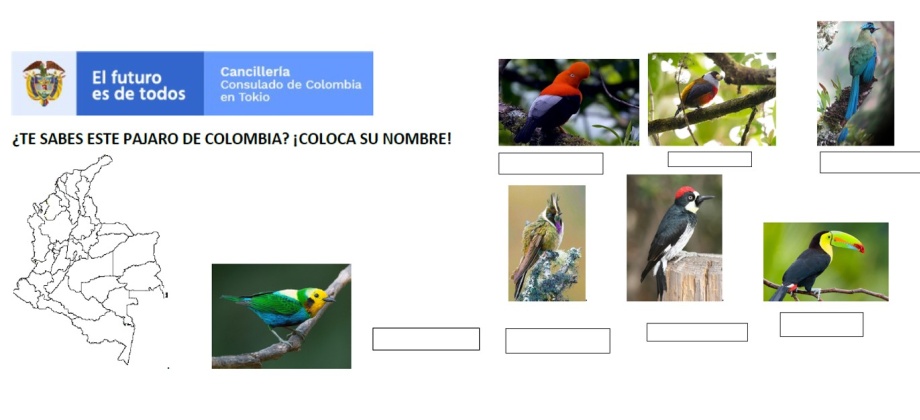 Actividad en febrero para niños en Japón: ¡Adivina los pájaros colombianos!